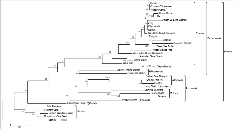 Rbm45 protein molecular phylogeny. Evolutionary analysis of 36 Rbm45 orthologous amino acid sequences across metazoan taxa conducted in MEGA7. The evolutionary history was inferred by using the Maximum Likelihood method based on the JTT matrix-based model 52. The tree with the highest log likelihood (-22250.34) is shown. The bootstrap consensus tree inferred from 1000 replicates is taken to represent the evolutionary history of the taxa analyzed 51. Branches corresponding to partitions reproduced in less than 50% bootstrap replicates are collapsed. The percentage of replicate trees in which the associated taxa clustered together in the bootstrap test (1000 replicates) are shown next to the branches. Initial tree(s) for the heuristic search were obtained automatically by applying Neighbor-Join and BioNJ algorithms to a matrix of pairwise distances estimated using a JTT model, and then selecting the topology with superior log likelihood value. The tree is drawn to scale, with branch lengths measured in the number of substitutions per site. There were a total of 930 positions in the final dataset. Phyla are indicated by the inner brackets. The monophyletic clades Protostomia, Deuterostomia, and Bilateria are indicated by the outside brackets. The tree is rooted on phylum Porifera.