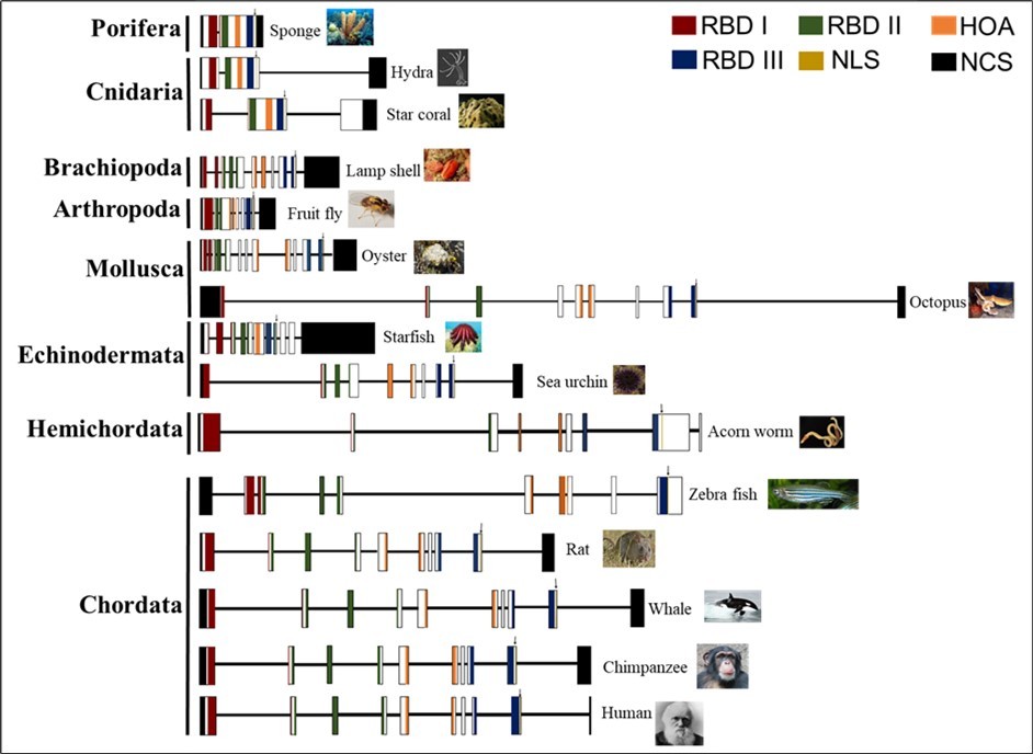 Gene architecture of Rbm45 orthologues. Rbm45 protein domains are linearly conserved from sponges to humans. Schematic diagram of the exon-intron structure from 15 representative Rbm45 orthologues across metazoan taxa. Vertical boxes represent exons, and the solid horizontal lines represent introns. The diagram shows the relative sizes of the exons and introns. The introns and exons are scaled by type; the intron width scale is half that of the exon width scale. The DNA sequences encoding RNA-binding domains (RBD) I, II, and III, and the homo-oligomer assembly (HOA) domain, are indicated by red, green, blue, and orange fill, respectively. The DNA sequences encoding the monopartite nuclear localization signal (NLS) are indicated by a vertical yellow line and a downward pointing arrow. Non-coding exon sequences (NCS) are shaded black. All animal images were retrieved from Wikimedia (commons.wikimedia.org) and are public domain (Creative Commons license CC0: https://creativecommons.org/).
