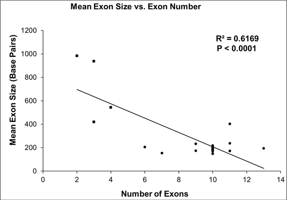 Regression analysis of mean exon length versus number of exons in Rbm45 orthologues. Rbm45 mean exon length decreases as exon number increases. A scatter plot, with linear regression, was produced from 25 representative Rbm45 orthologues. There is a statistically significant correlation (Coefficient of Determination: R2) between mean exon length and the number of exons in the organism’s gene structure. Closed squares (■) are non-bilaterian (i.e., diploblastic) animals of phyla Porifera and Cnidaria; closed circles (•) are members of clade Bilateria (i.e., triploblastic) from phyla Arthropoda, Brachiopoda, Chordata, Echinodermata, Hemichordata, and Mollusca 86.