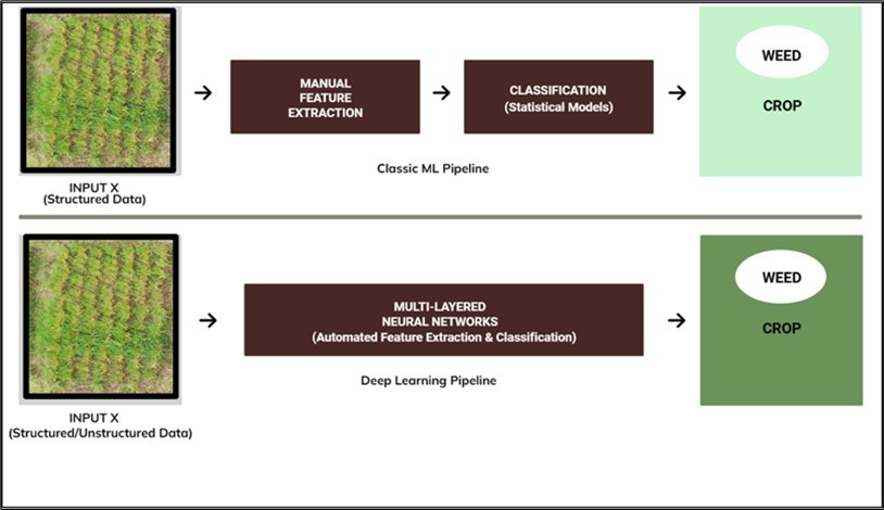 Comparison of traditional machine learning (ML) and advanced deep learning (DL) pipeline for automated weed detection in agriculture. With the advancement in artificial intelligence and computing technologies, DL techniques can facilitate accurate and efficient weed vs crop distinction in agricultural fields.
