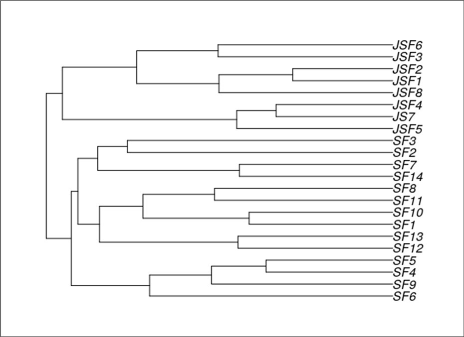 Rectangular dendrogram obtained from stylometric analysis obtained from the Spanish translation of Sister Faustine's Diary, visualized using iTOL 9.