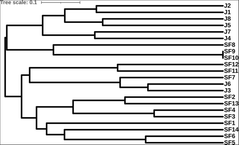 Rectangular dendrogram obtained from stylometric analysis obtained from the English translation of Sister Faustine's Diary, visualized using iTOL 9.