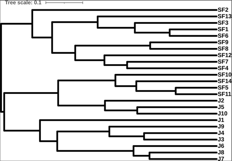 Rectangular dendrogram obtained from stylometric analysis obtained from the Polish translation of Sister Faustine's Diary, visualized using iTOL 9.