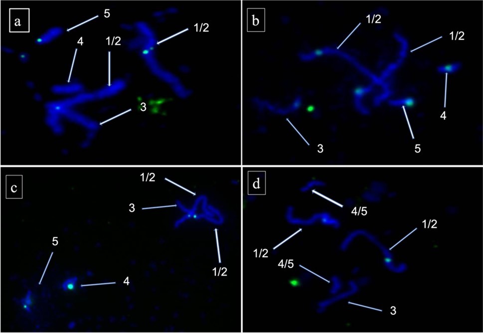 FISH with centromere probes (representing the 4 conserved sequences) of Dictyostelium discoideum on chromosomes from 46a3 strain of Dictyostelium giganteum, All the four panels a,b,c and d show the FISH done in 46a3 strain of Dictyostelium giganteum with the centromere probe (representing 4 conserved sequences). Numbers indicate the chromosome number based on size. Numbers shown as 1/2 in all the four panels and 4/5 in panel d indicate the ambiguity involved in denoting indicated chromosome exactly as 1 or 2 in all panels and 4 or 5 in panel d. 1/2 and 4/5 should be read as one or two and four or five respectively.