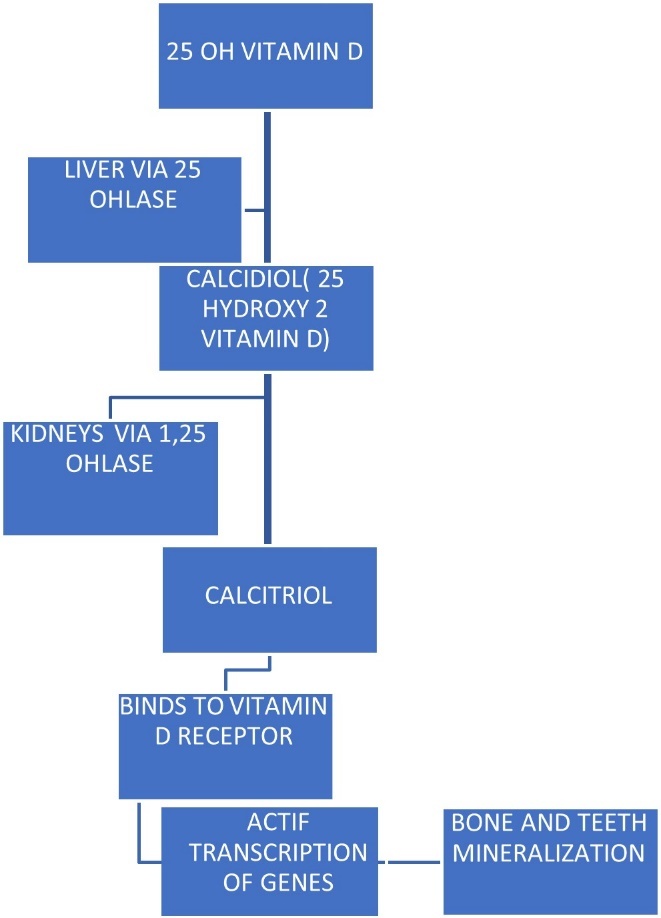 Activation and function of vitamin D