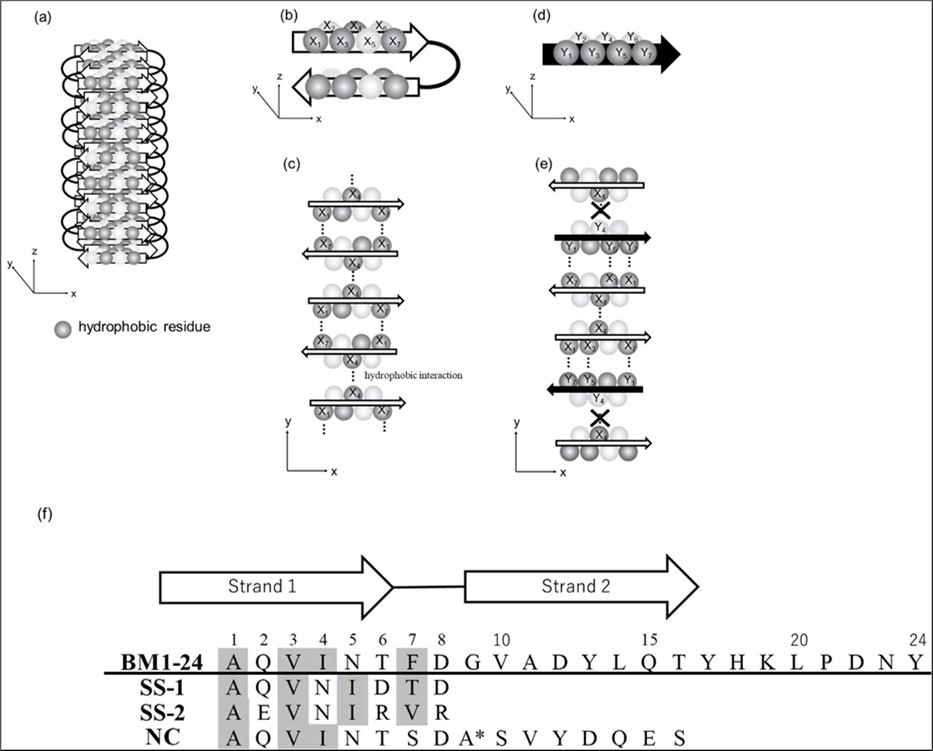 Model summarizing the strategy for preventing amyloid formation by blocking interactions in amyloid core regions. Dark gray balls represent hydrophobic residues. (a) Oblique projection of part of an amyloid fibril. (b) Antiparallel β-sheet with an even-length of β-strands for amyloid formation. (c) Cross-sectional view of an amyloid fibril. Dotted lines represent hydrophobic interactions between neighboring protofibrils. (d) Designed β-strand for blocking amyloid formation. (e) Cross-sectional view showing the blocking amyloid formation. (f) Amino acid sequences of the synthetic peptides. The sequence of BM1-24 is given in the first row. The special sequence, DA* , where A* denotes D-Ala, is designed to induce a turn. Hydrophobic residues are highlighted in gray.