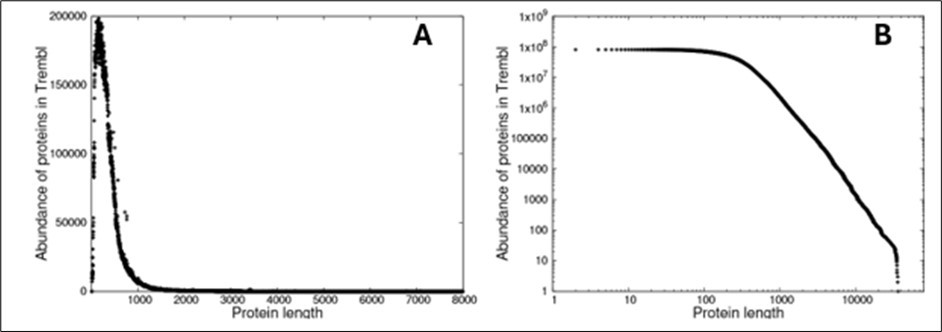 The distribution of lengths of proteins measured in amino acids in TrEMBL release 17-03, A) The distribution as a probability distribution function and B) the distribution as a complementary cumulative distribution function.