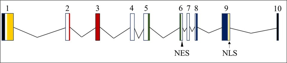 Genomic architecture of human RBM45. Schematic representation of exons 1-10 of RBM45. Vertical boxes represent exons, and the solid V-shaped lines represent introns. The diagram shows the relative sizes of the exons and introns. The introns and exons are scaled by type; the intron width scale is half that of the exon width scale. The DNA sequences encoding RNA-recognition motifs (RRM) I, II, and III, and the homo-oligomer assembly (HOA) domain, are indicated by yellow, red, green, and blue fill, respectively. The DNA sequences encoding the monopartite nuclear localization signal (NLS) are indicated by a vertical gold line and an upward pointing arrow; the nuclear export signal (NES) is indicated by an arrowhead. Non-coding exon sequences are shaded black.