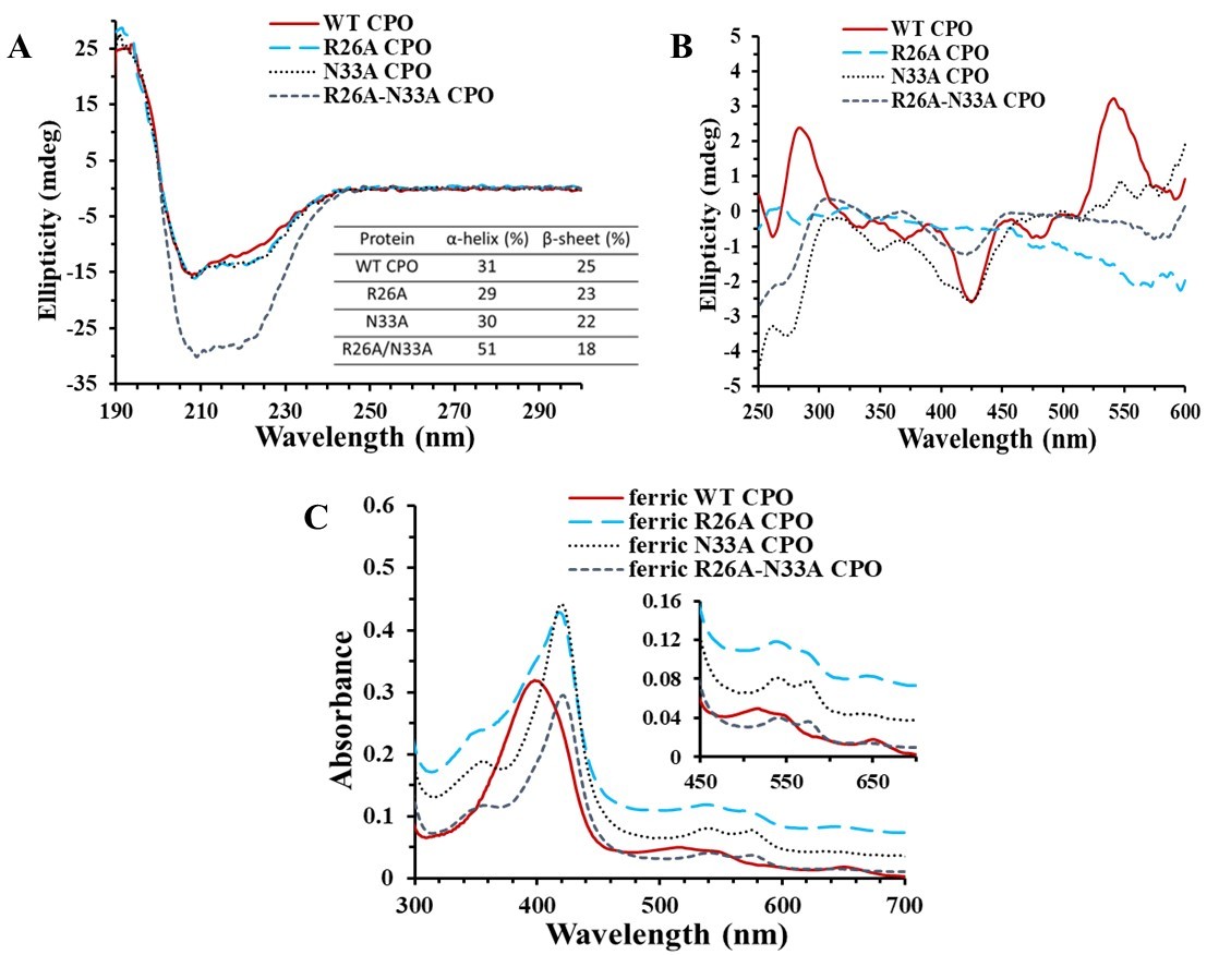 A. Secondary structure spectroscopic signatures of WT and mutant CPO in phosphate buffer, pH 5.9 and associated alpha-helical and beta-sheet content in the secondary structures. B. Tertiary structure spectroscopic signatures of WT and mutant CPO in phosphate buffer, pH 5.9. C. UV-Vis spectra of WT and mutant CPO in phosphate buffer, pH 5.9. Soret bands are located at 398 and 418, 420, and 421 nm, respectively. The insert shows an expansion of the visible region Q-bands of WT and mutant CPO.