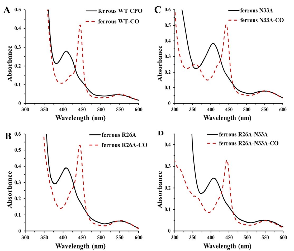 A. UV-Vis absorption spectra of ferrous WT CPO and ferrous WT-CO complex in phosphate buffer, pH5.9. B-D. UV-Vis absorption spectra of ferrous mutant CPO and ferrous mutant-CO complexes in phosphate buffer, pH5.9.
