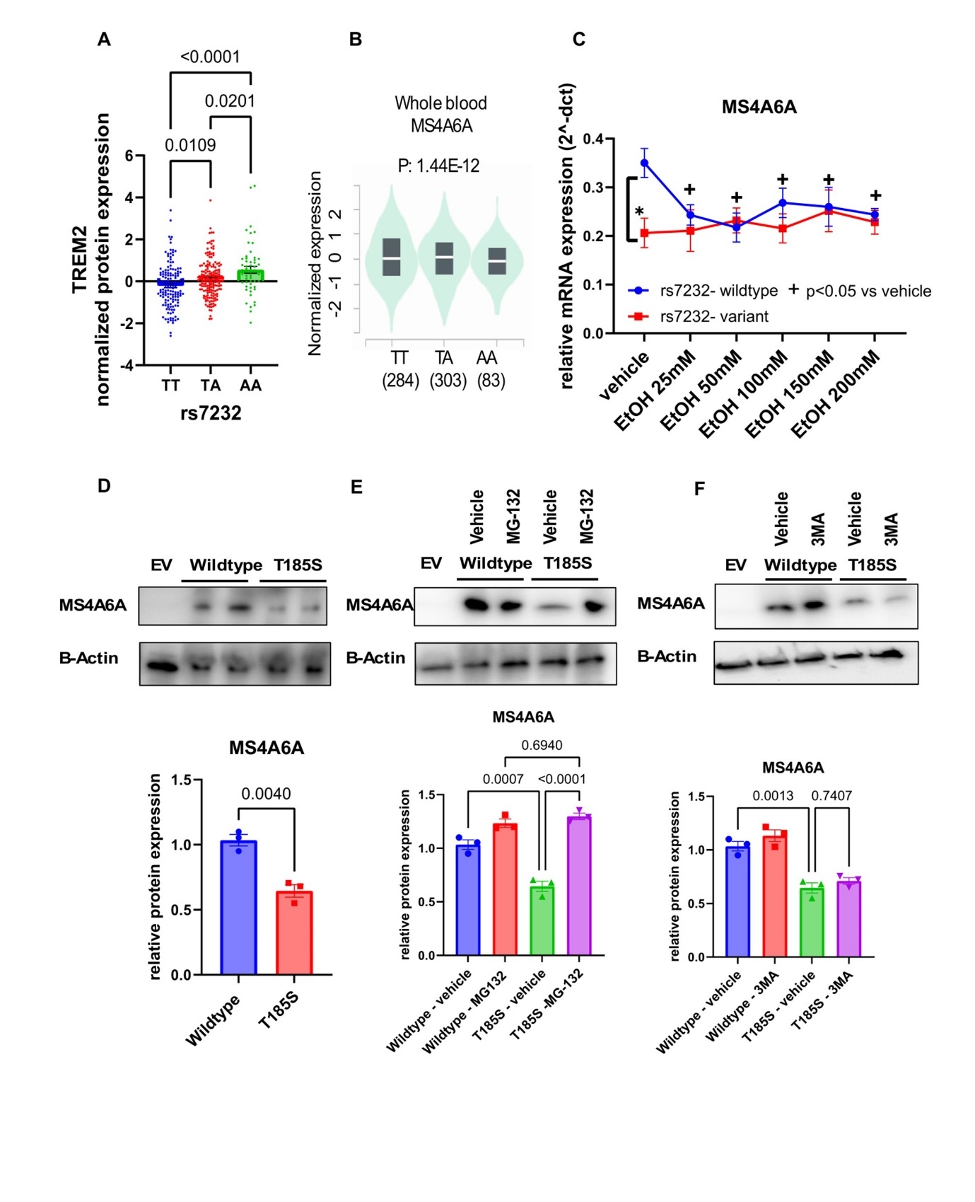 The rs7232 SNP is functional. (A) SNP-dependent plasma TREM2 concentrations. (B) The rs7232 SNP is an eQTL for MS4A6A in whole blood based on the GTEx database. (C) we performed functional genomic studies to demonstrate that MA4A6A is an ethanol-responsive gene in a SNP-dependent manner. (D) MS4A6A plasmids that were wildtype or contained the nonsynonymous SNP (rs7232) were expressed in HEK-293T cell. The rs7232 SNP that encoded a T185S substitution, resulted in a significant decrease in MS4A6A protein expression. Protein expression was determined by Western blot analysis. Protein quantification is shown in the bottom panel. A Student’s t test was performed to compare gene expression in cells with differing MS4A6A SNP genotypes (wildtype vs variant). *A p value ≤0.05 was considered statistically significant. All values are mean +/- S.E.M for three separate independent assays. (E) MG-132 increased the protein expression of MS4A6A in cells that expressed the variant genotype for the rs7232 SNP. (F) 3-MA did not have effects on the protein expression of MS4A6A. Three independent experiments were performed. Values are mean ± SEM of three assays.