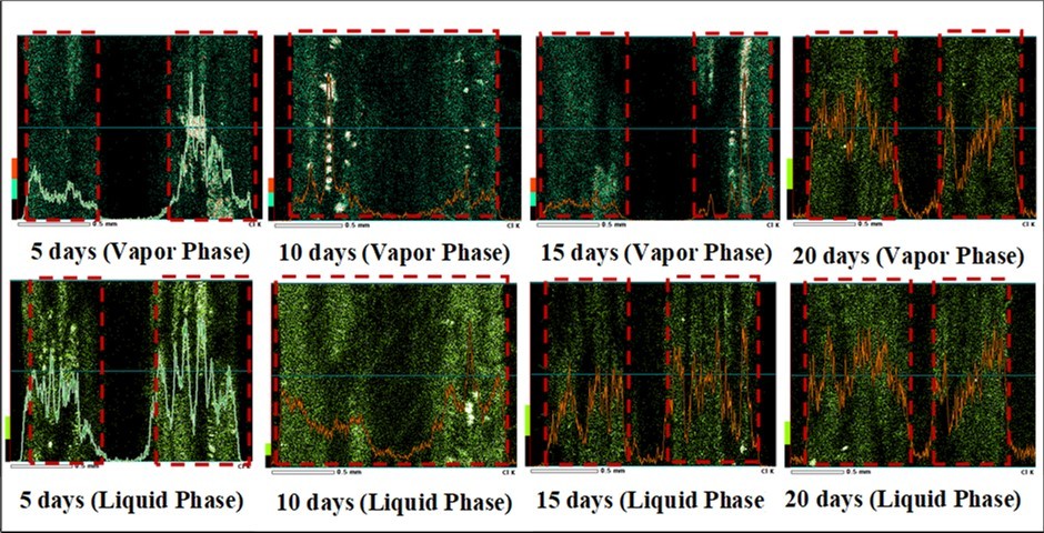Cl penetration from EDS mapping for specimens exposed for 5, 10, 15, and 20 days of 35 mass% HCl-water cyclic concentration in vapor phase and liquid phase