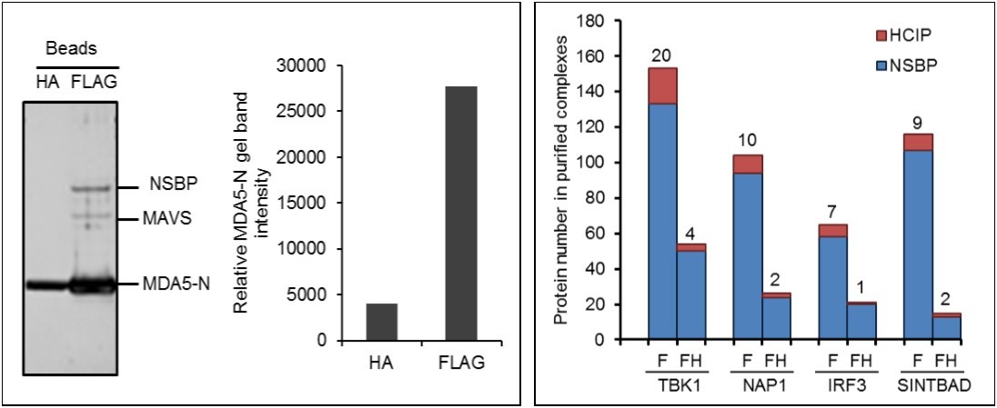 Optimization of AP-MS. (A) Comparison of affinity tag purifications with anti-FLAG and anti-HA antibodies. HEK293 cells stably expressing FLAG and HA tagged MDA5 N-terminal card domain (MDA5-N) are compared. Left panel shows silver staining of MDA5-N complexes purified with HA and FLAG tag. Right panel indicates lane intensity quantitated by densitometry. NSBP stands for non specific binding protein. (B) Comparison of one-step and tandem purifications. Protein numbers identified in TBK1, NAP1, IRF3, and SINTBAD complexes are depicted. F stands for FLAG affinity purification and FH indicates FLAG and HA tandem purification.