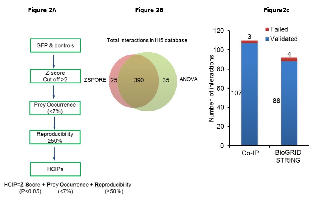 ZSPORE analysis and validation. (A) Flowchart of ZSPORE analysis and algorithm. (B) Comparison of HCIP identification by ANOVA and ZSPORE using the innate immune database. (C) Validation of HCIP by co-IP and comparison with BioGRID and STRING databases.