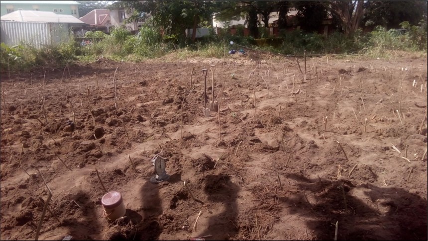 The experimental farm after demarcation and planting