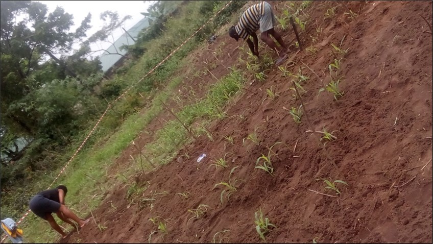 Weeding of experimental farm at two weeks after planting