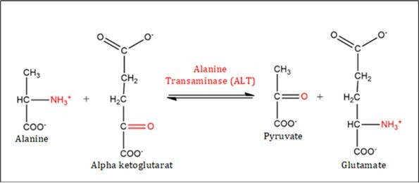 Transfer of molecules from donor to recipient.