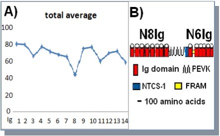 Organization and conservation of the NH2-terminal region. A) Average degree of amino acid conservation for individual Ig domains in the N8Ig and N6Ig regions. B) Schematic of the NH2-terminus region of insect projectin.