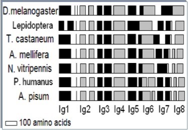 The exon-intron pattern is conserved at the beginning of the N8Ig region. Diagram depicts the position of splice sites in insects for which genomic sequences are available. Black and gray boxes represent exons for alternating Ig domains. Intron sizes are not to scale.