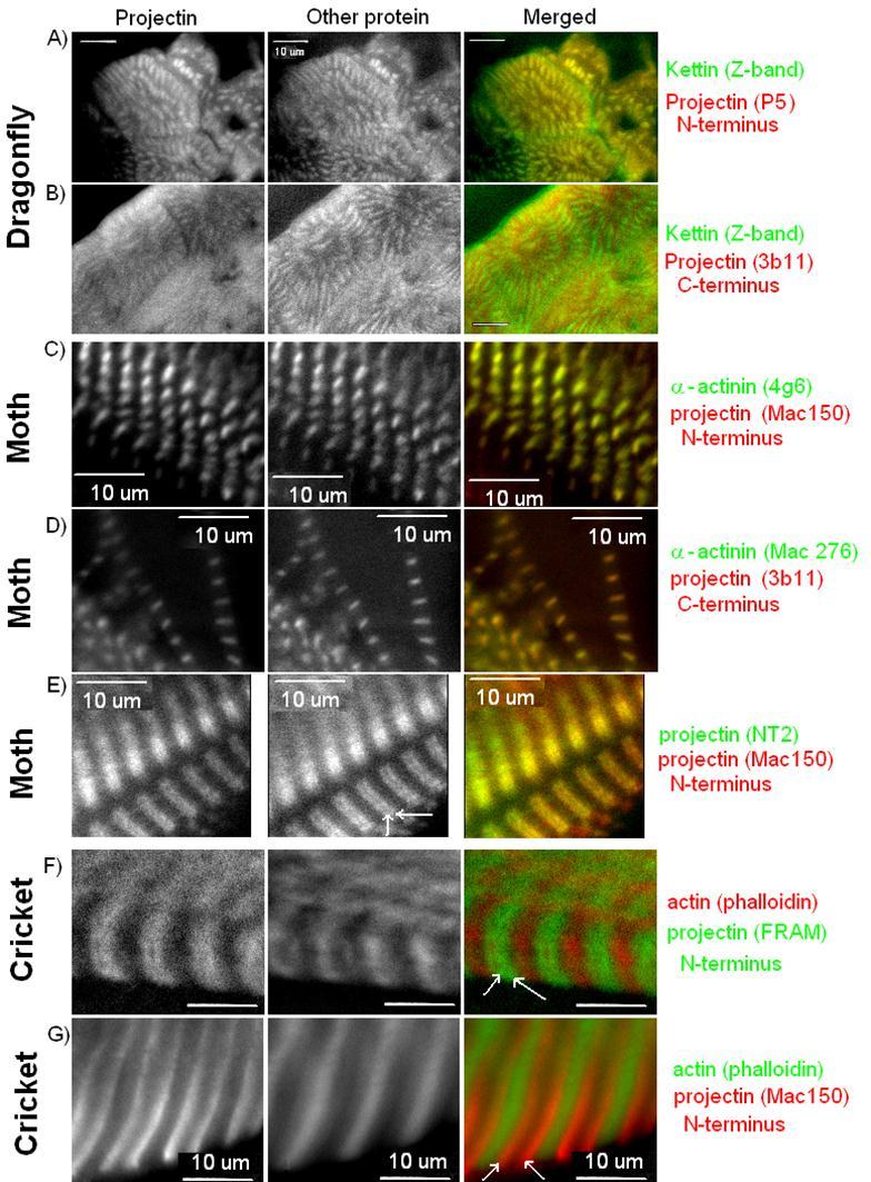 Projectin is positioned over the I-Z-I region in synchronous flight muscles. Images are from double epifluorescence microscopy staining each muscle tissue with an antibody against a projectin epitope (left panel) and another protein (middle panel). The photographs in the right panel represent the merged images. Proteins and their respective antibodies are indicated on the far right of each set of three photographs. The arrows indicate incidence of signal splitting for projectin. Bar represents 10 µm in all photographs. A and B) localization in P. longipennis (dragonfly) ; C-E) localization in M. sexta (moth); and F and G) localization in A. domesticus (cricket).