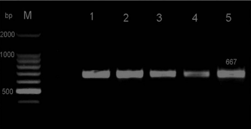 Agarose gel of HSP70h PCR products. M Marker (100 bp ladder), lane 0 negative control, lane 1 positive control, lane 2 KP243751, lane 3 KP243759, lane 4 KP243752, lane 5 KP243754. Bands correspond to amplicons having a size of 667 bp.