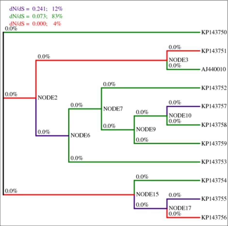 Lineage specific analysis of selective pressure in HSP70h partial gene of OLYaV. A cladogram is shown with Maximum-Likelihood Estimates of lineage-specific dN/dS during HSP70h partial gene evolution. Percentages for branch classes in the legend reflect the proportion of total tree length (measured in expected substitutions per site per unit time) evolving under the corresponding value of dN/dS.