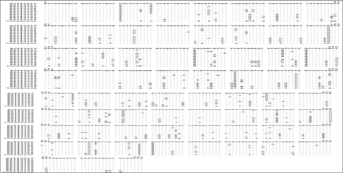 Nucleotide sequence alignment of HSP70h partial gene of 10 accessions of Olive leaf yellowing-associated virus collected in Tunisia along with the reference sequence AJ440010 performed by using MultAlin program. Dots indicate identical residue.