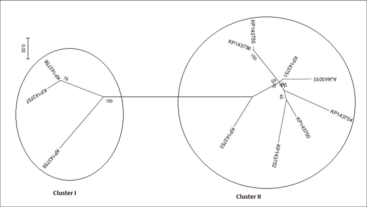 According to best fit Maximum Likelihood model, the trees were reconstructed using MEGA6 software incorporating the ML algorithm under assumption of the Models T92+G, K2, K2, K2+G, and K2, respectively. Bootstrap analysis was performed with 1,000 replicates. The numbers above the branches indicate the bootstrap confidence value. The scale bar shows the number of substitution per nucleotide.