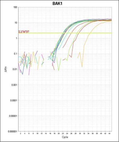 Photography of Amplification Plot of BAK gene