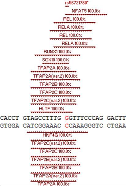 Double stranded DNA from the EPAS1 gene showing the potential TFBS for twenty different TFs which can bind their respective DNA sequence either above (+) or below (-) the duplex (cf. Table 3). The rs56721780 rSNP common EPAS1-G allele is found in each of these TFBS. As shown, this rSNP is located in the promoter region of the EPAS1 gene. Also included with the potential TFBS is their % sequence homology to the duplex.