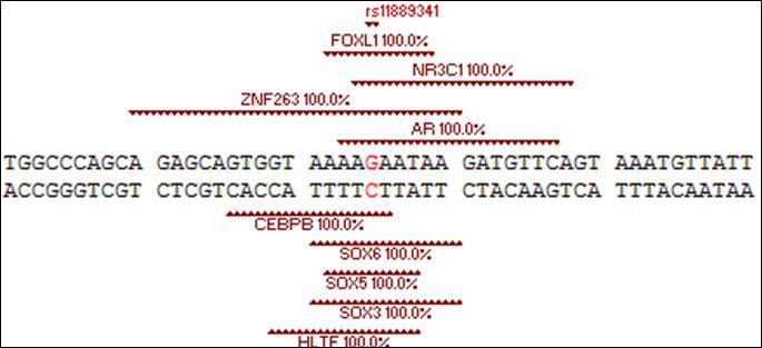 Double stranded DNA from the STAT4 gene showing the potential TFBS for nine different TFs which can bind their respective DNA sequence either above (+) or below (-) the duplex (cf. Table 2). The rs11889341 rSNP common STAT4-C allele is found in each of these TFBS. As shown, this rSNP is located in the 70 kb intron between exon 2 and 3 of the STAT4 gene. Also included with the potential TFBS is their % sequence homology to the duplex.
