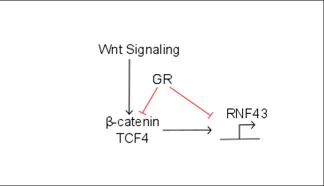Putative mechanism for the relationship between GR and RNF43 in colorectal cancer. The effect of GR on β-catenin and directly on RNF43 transcription is not proven in colorectal cancer therefore they are shown in red color.