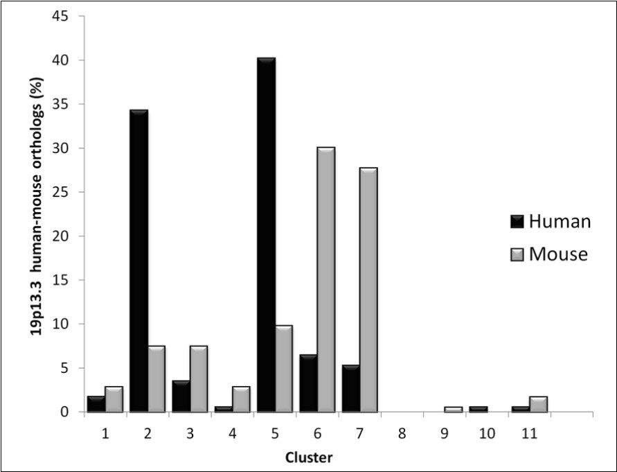 Percentage observed per cluster of human-mouse orthologs fitting into band 19p13.3. The bar-graph represents the percentages observed per composon cluster of the human-mouse orthologs fitting into band 19.p13.3 in both human (black) and mouse (grey). The percentages were calculated relative to the total amount of genes in C2 and C5, respectively.
