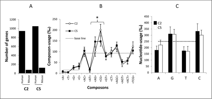 Similarities and dissimilarities observed in human-mouse orthologs of compositional clusters C2 and C5 in both species. (A) Differences in the gene population of compositional clusters C2 and C5 in human and mouse. (B) Differences observed in the composon-usage of human and mouse C2 (-○-) and C5 (-■-). The baseline (----) represents the expected composon-usage frequency average of long random generated DNA sequences with the same composition for A, T, C and G. The symbol (*) highlights the composons that differ in their usages in C2 and C5 in both human and mouse. (C) The bar graph shows the similarities observed in the mean nucleotide composition observed in C2 (■) and C5 (□) by using equation 5. The base line represents the nucleotide average in randomly generated DNA sequences identical in the number of A, T, C and G (-----).