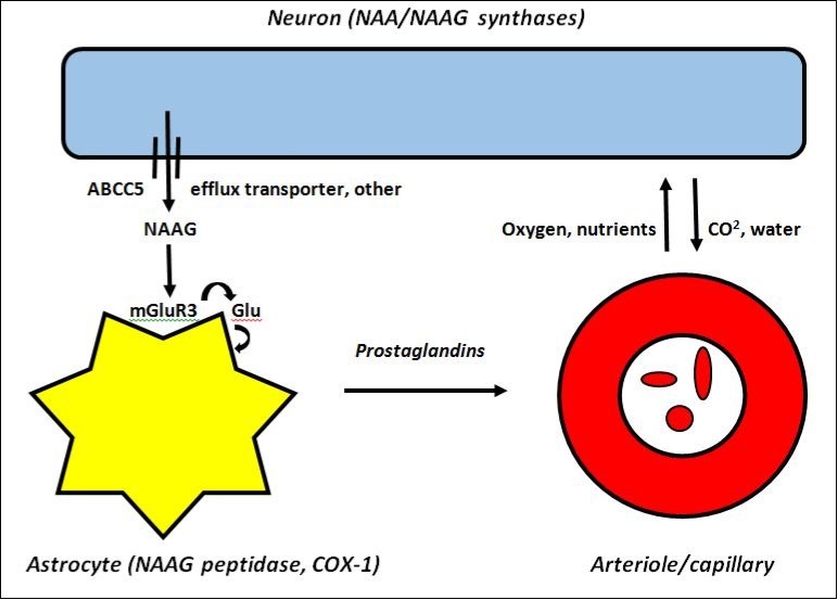 Cartoon showing a single neuron and the non-synaptic release of NAAG to ECF as a mediator of astrocyte-induced slow tonic changes in focal blood flow using resting intracellular Ca2+ and release of COX-1 synthesized prostaglandin second messengers