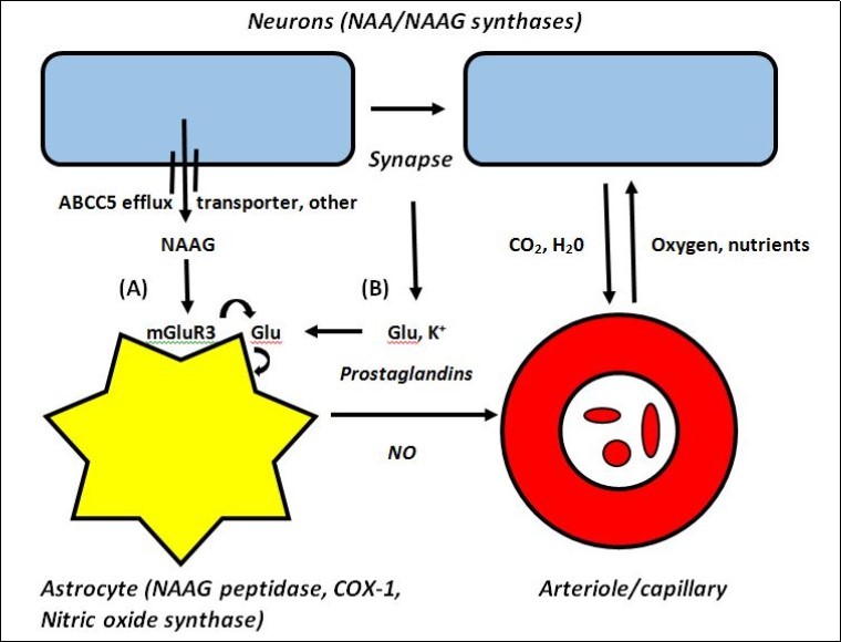 Cartoon showing both (A) non-synaptic release of NAAG as a mediator of astrocyte-induced slow tonic changes in blood flow using resting intracellular Ca2+ and (B) synaptic release of K+ and free Glu as mediators of astrocyte-induced rapid phasic changes in blood flow using intracellular Ca2+ oscillations