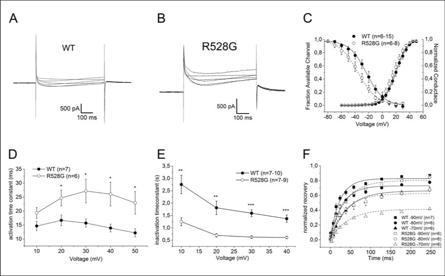 CaV1.1 alpha pore currents in GLT myotubes. Original traces of calcium alpha pore currents from heterologously expressed wild-type (A) and R528G (B) channels in GLT myotubes. (C) Conductance-voltage relationship from Bolzmann fits of steady-state activation and inactivation. Note the left shift of inactivation of the mutant. (D) Kinetcs of activation and (E) inactivation determined by monoexponentional fits. Note the slowed activation and accelerated inactivation of the mutant. (F) Recovery from fast inactivation as determined by a single exponential fit. Note the incomplete recovery of the mutant. All error bars represent the mean ± SEM. The p values are *<0.05; **<0.01 and ***<0.001.