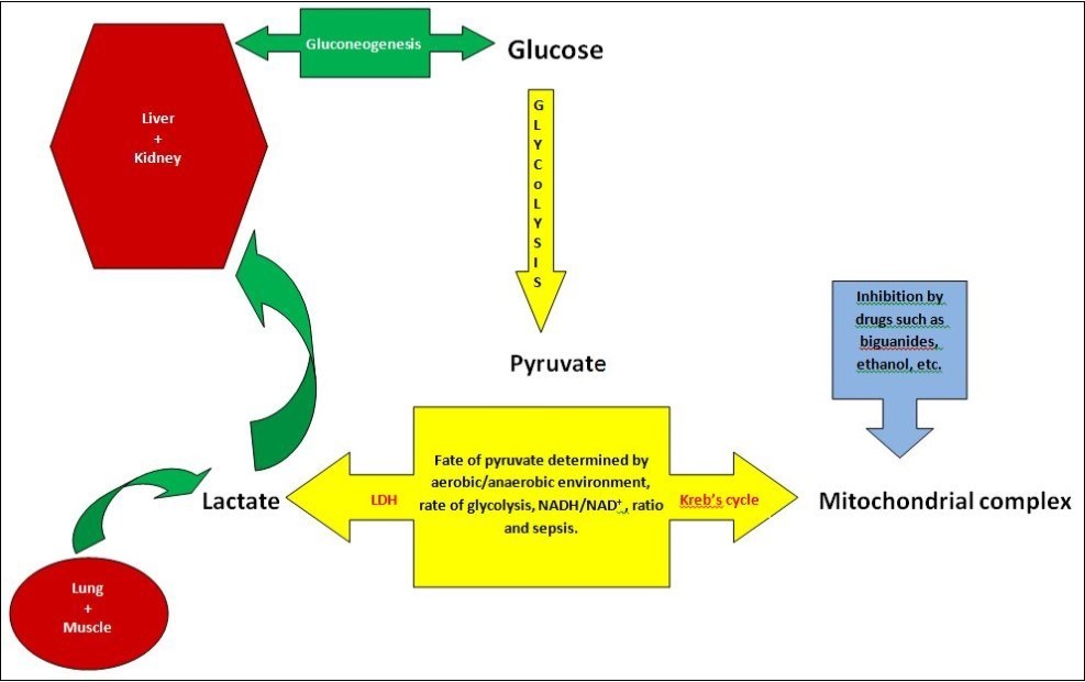A schematic depiction of the metabolism of lactate and the various factors that influence it.