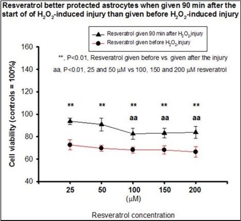 The effects of different order of resveratrol treatment (given 90 min before or 90 min after H2O2-induced injury) on cell viability were evaluated in astrocytes. Resveratrol administered 90 min after the initiation of 0.5mM H2O2–induced injury (black line) provided significantly better cytoprotection than resveratrol administered before the initiation of H2O2–induced injury (red line). Although all five concentrations of post-injury resveratrol (25, 50, 100, 150 and 200 µM) provided significant protection than the non-protected controls, resveratrol at 25 and 50 μM produced better cytoprotection than resveratrol at 100, 150 and 200 μM. **, P<0.01, differences in cell viability between resveratrol treatment given 90 min before, and 90 min after 0.5 mM H2O2–induced injury.aa, P<0.01, astrocytes with 25 and 50 μM resveratrol treatment showed better viability than astrocytes with 100, 150 and 200 μM resveratrol treatment given 90 min after 0.5mM H2O2–induced injury.