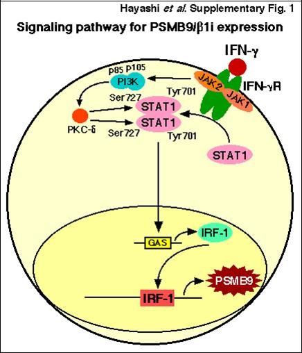 The interferon-g signaling pathway and mutations in its components found in human uterine leiomyosarcoma. After binding of interferon-g (IFN- g) to the type II IFN receptor, Janus activated kinase 1 (JAK1) and JAK2 are activated and phosphorylate signal transducer and activator of transcription 1 (STAT1) on the tyrosine residue at position 701 (Tyr701). The tyrosine-phosphorylated form of STAT1 forms homodimers that translocate to the nucleus and bind GAS (IFN-g-activated site) elements, which are present in the promoters of IFN-γ-regulated genes. The IFN-g-activated JAKs also regulate, through as-yet-unknown intermediates, activation of the catalytic subunit (p110) of phosphatidylinositol 3-kinase (PI3K). The activation of PI3K ultimately results in downstream activation of protein kinase C-δ (PKC-δ), which in turn regulates phosphorylation of STAT1 on the serine residue at position 727 (Ser727). The phosphorylation of Ser727 is not essential for the translocation of STAT1 to the nucleus or for the binding of STAT1 to DNA, but it is required for full transcriptional activation. IFNGR1; IFN-g receptor subunit 1, IFNGR2; IFN-g receptor subunit 2.
