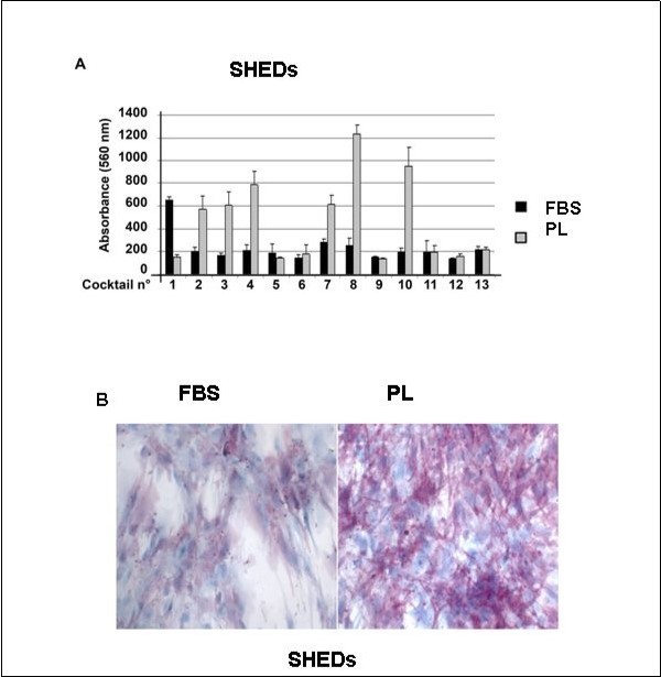 Comparison of different medium formulations composed of different cocktails. A) Alkaline phosphatase cytoenzymatic staining intensity measured in SHEDs by absorbance after 7 days of conditioning with the different medium formulations. The results are representative of two different experiments. Bar charts represent the mean of staining intensity evaluated in two independent experiment. B) phosphatase alkaline enzymatic staining in SHEDs after 7 days in odontoblast differentiation medium with FBS and PL.