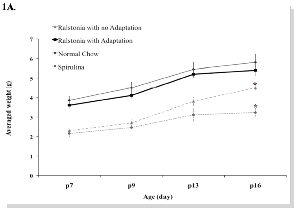 Metabolic labeling of C57/BL mice using the adaptation scheme. (A). Growth curve of pups from day 7 after birth (p7) to day 16 (p16). Weights of pups born from females acclimated with 14N Spirulina, 14N Ralstonia, or normal chow (ave. n = 15 pups from 3 litters per group) were measured. Weights of pups born from females adapted with 15N Ralstonia (ave. n = 15 pups from 3 litters) were measured.