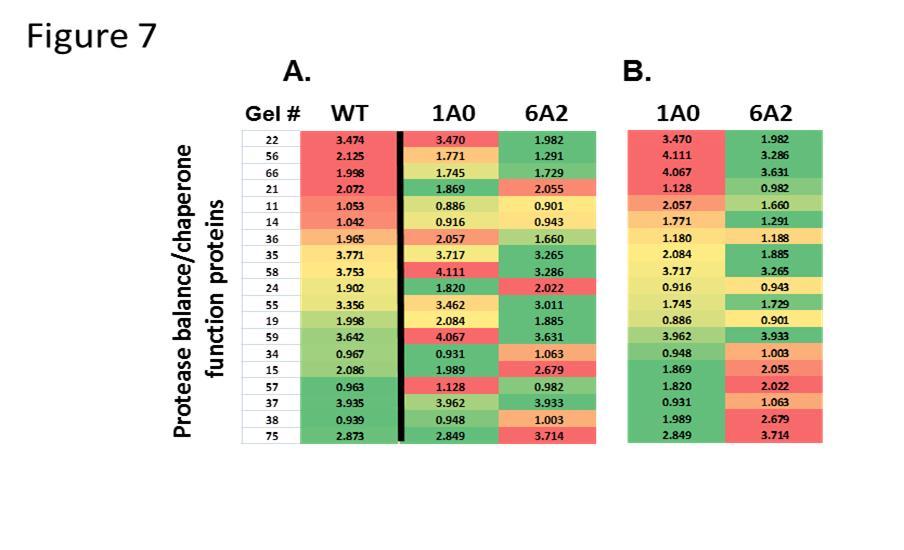 Heat map of protease balance/chaperone function proteins. Panel A depicts a heat map of the protease balance/chaperone function proteins expressed in WT, 1A0, and 6A2 mice stratified according to WT levels. Color scheme is as described in Figure 3. The column labeled “Gel #” refers to the numbers in Supplementary Figure 3. Panel B depicts the same group of proteins arranged according to levels of expression in 1A0 mice.