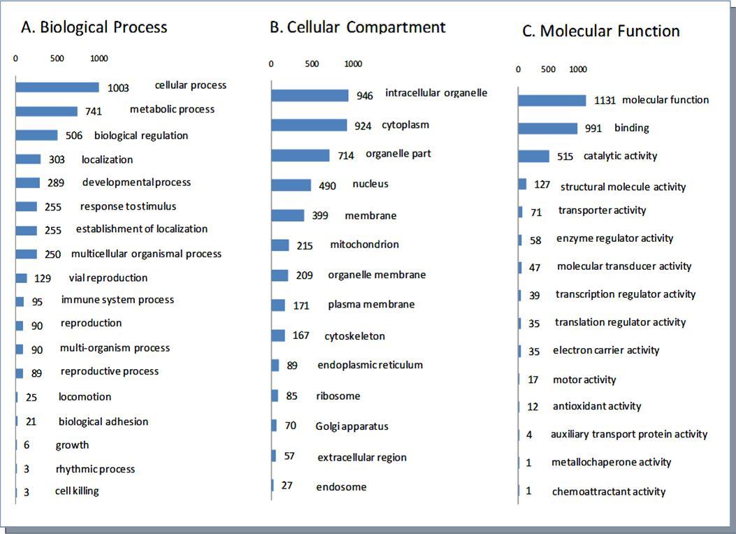 Classifications of the 1224 unique proteins by Biological process, Cellular Compartment and Molecular function.
