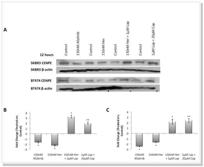 A).CENPE protein expression in response to a 12 hour treatment with 150nM Afatinib, 150nM Trastuzumab (Her), 150nM Trastuzumab + 1µM Lapatinib (Lap) and 1µM Lapatinib + 20µM Capecitabine (Cap) with densitometric measurement of fold change (control vs. drug treated) in B) the SKBR3 cell line and C) the BT474 cell line. * represents significance at p<0.05 ** at p<0.01 by Students t-test