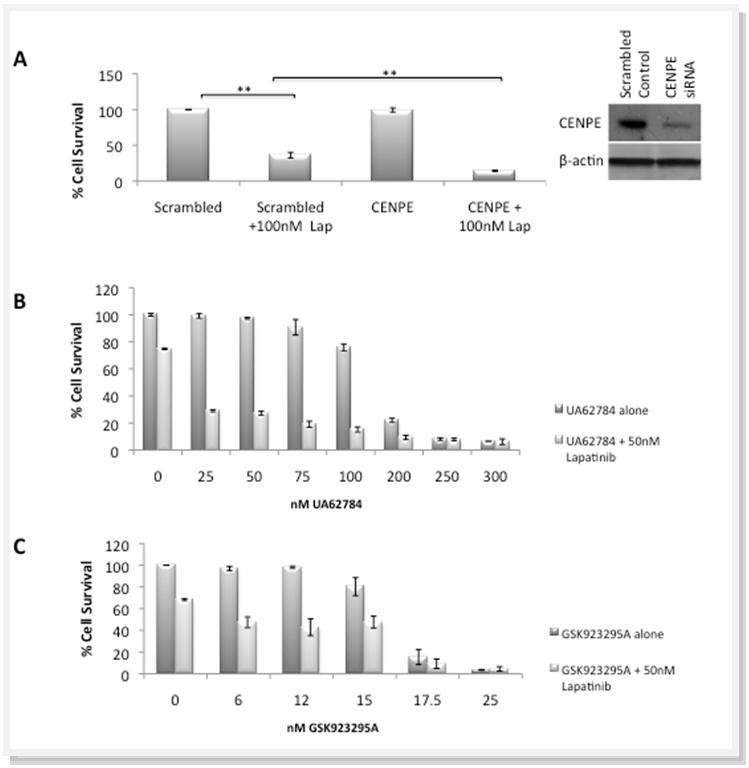 A) The effect of CENPE knockdown by siRNA, with and without 100nM Lapatinib, on cell viability. Knockdown of CENPE expression confirmed by western blot. B) Effect on cell viability (after 5 days) by the CENPE inhibitor UA62784, alone and in combination with 50nM Lapatinib. C) Effect on cell viability (after 5 days) by the CENPE inhibitor GSK923295A, alone and in combination with 50nM Lapatinib. * represents significance at p<0.05 ** at p<0.01 by Students t-test
