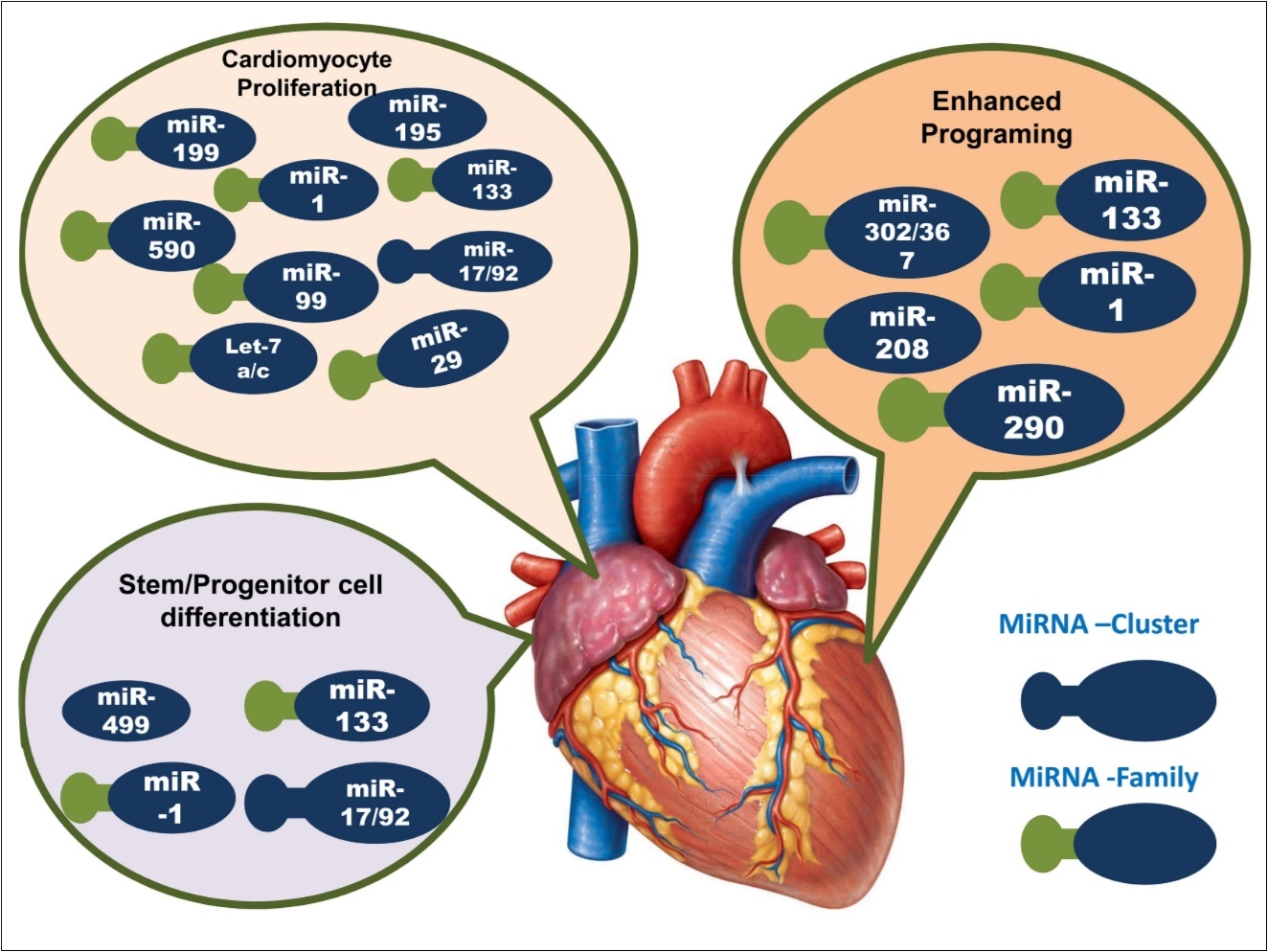 Illustration of miRNAs role in the three stages of cardiac development. Here, deep blue color represents the cluster of miRNAs, and green deep blue color denotes the miRNA family.