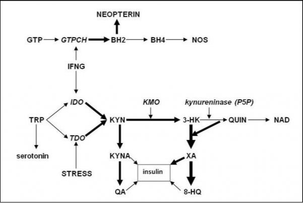Vitamin B6 deficiency-induced shift of post-KYN metabolism from biosynthesis of NAD towards formation of diabetogenic KYN derivatives.