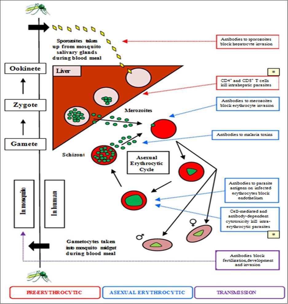 Schematic diagram showing the mechanisms of immunity against different life cycle stages of Plasmodium falciparum. * indicates those targeted immune responses in which reactive oxygen intermediates play an important role.