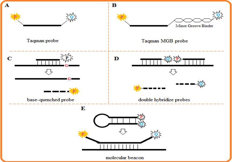 The Illustrations of the functional nucleic acids used in the genome walking
